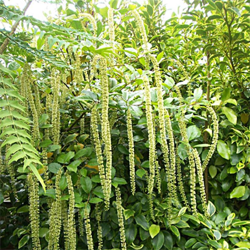 Itea ilicifolia - Bloemwilg (Groeiplaats)