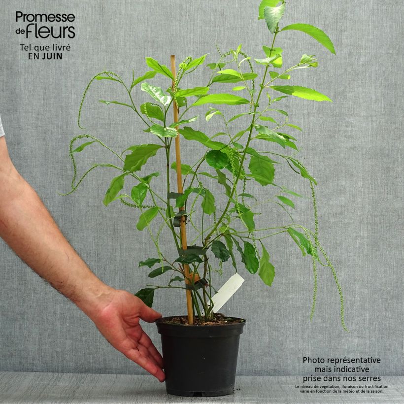 Exemplaar van Itea ilicifolia - Bloemwilg Pot van 2 l/3 l zoals geleverd in de zomer