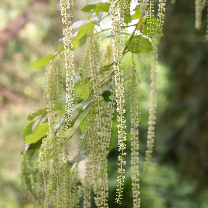 Itea ilicifolia - Bloemwilg (Bloei)