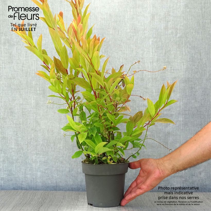 Exemplaar van Itea virginica Henry's Garnet - Bloemwilg Pot van 2 l/3 l zoals geleverd in de zomer