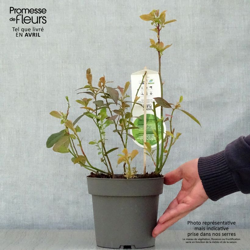 Example of Itea virginica Henry's Garnet - Bloemwilg Pot van 2 l/3 l as you get in printemps