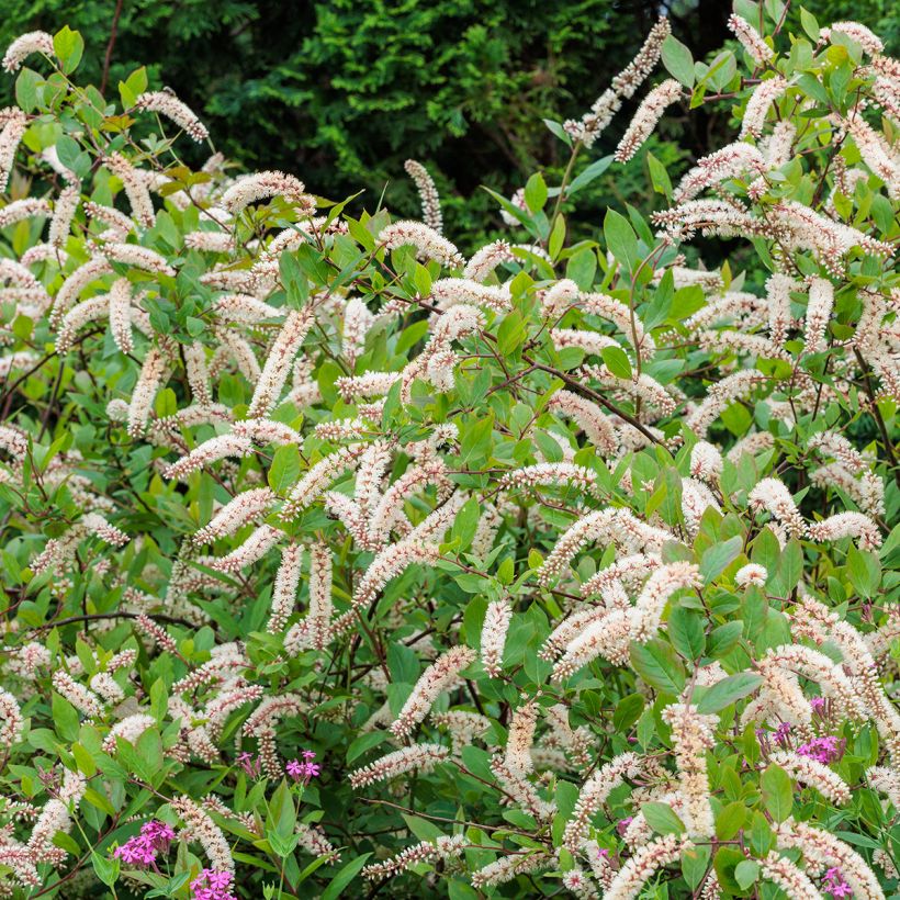 Itea virginica - Bloemwilg (Groeiplaats)