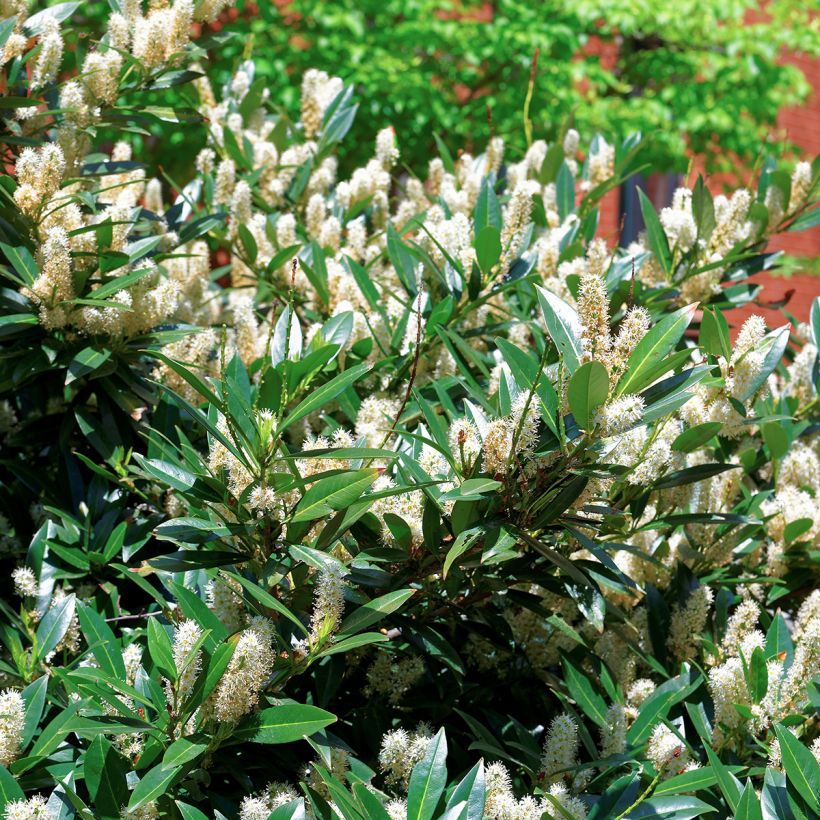 Itea virginica Little Henry - Bloemwilg (Blad)