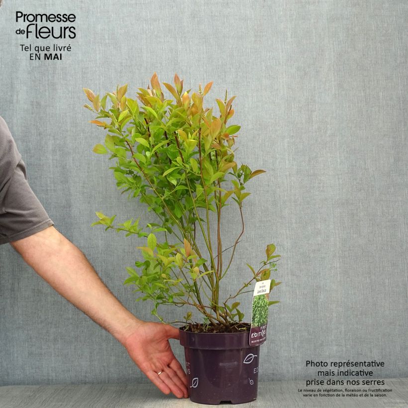 Exemplaar van Itea virginica Love Child - Bloemwilg Pot van 2 l/3 l zoals geleverd in de lente