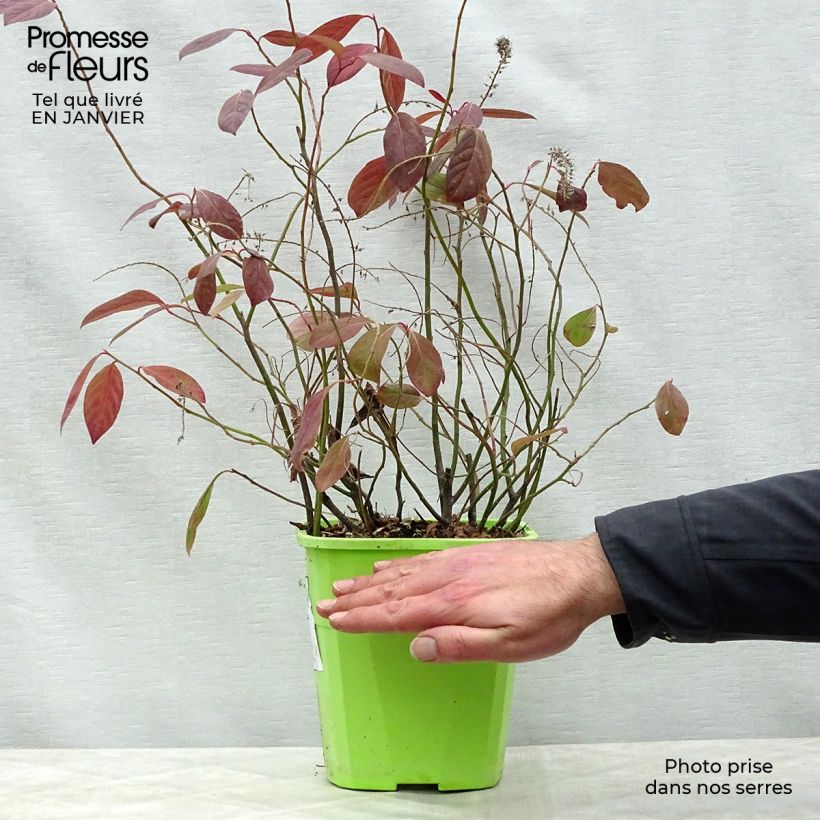 Example of Itea virginica Scentlandia - Bloemwilg Pot van 4 l/5 l as you get in hiver