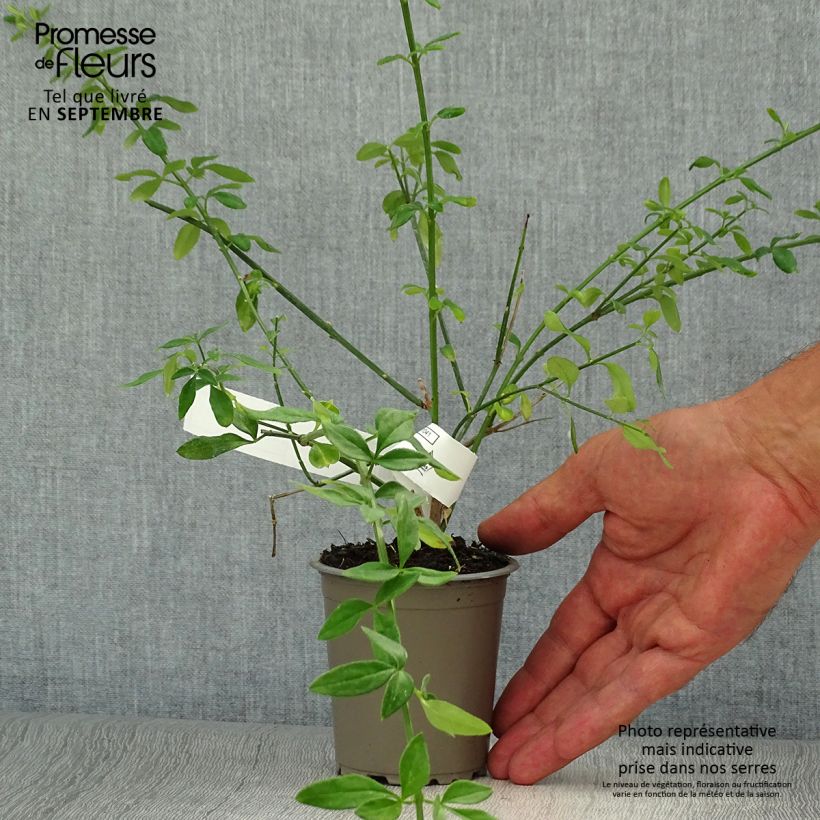 Exemplaar van Jasminum nudiflorum - Winterjasmijn Kweekpotje van 8/9 cm zoals geleverd in de herfst