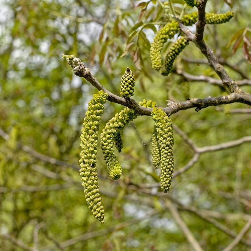 Juglans nigra - Zwarte walnoot (Bloei)