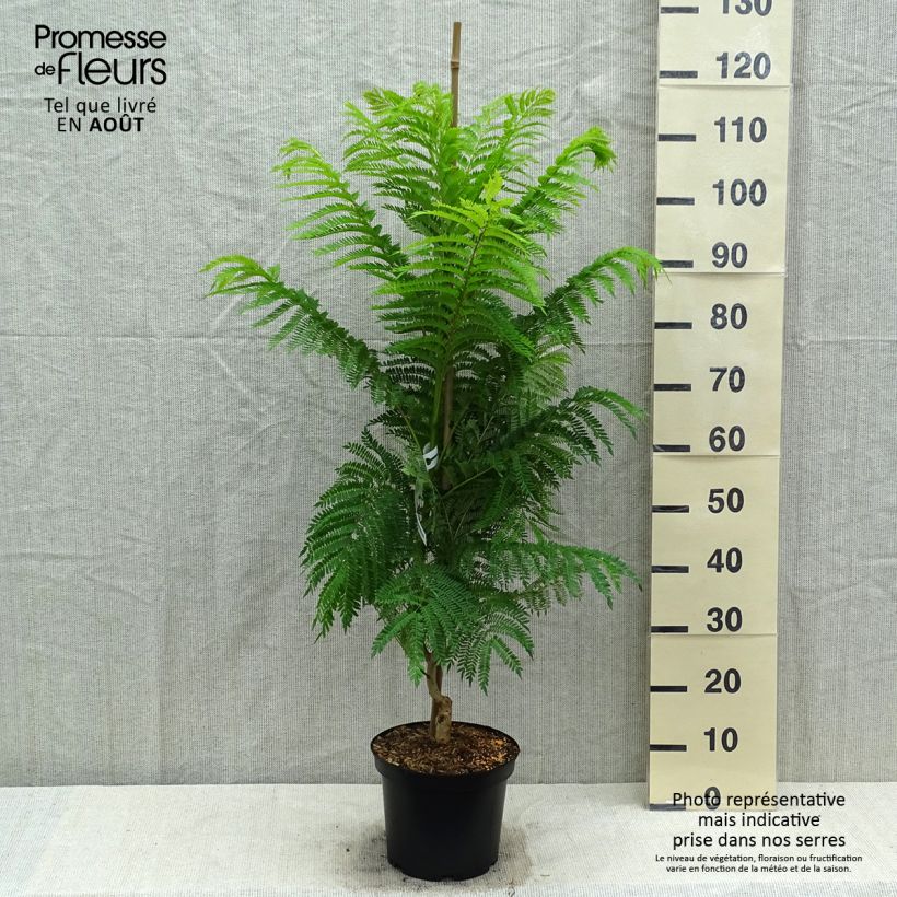 Exemplaar van Jacaranda mimosifolia - Blauwe jacaranda Pot van 4 l/5 l zoals geleverd in de zomer