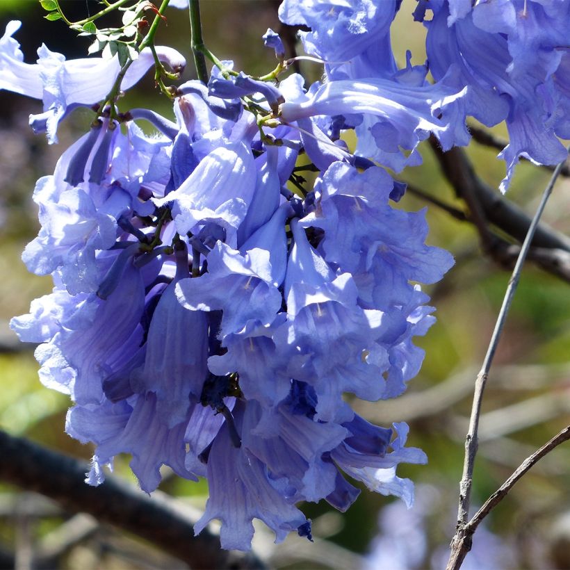 Jacaranda mimosifolia - Blauwe jacaranda (Bloei)