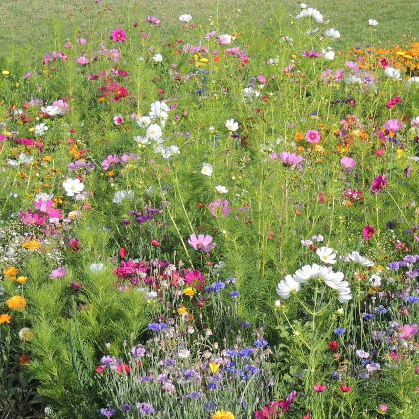 Bloemenweide met hoge bloemen Franse kleuren Franse productie (Groeiplaats)