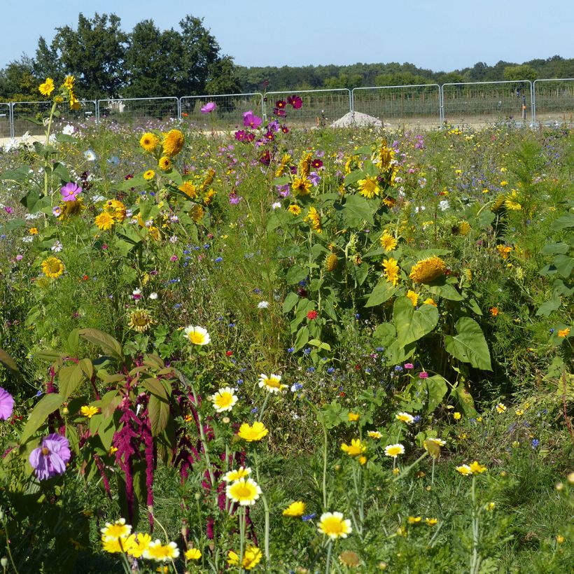 Bloemenmengsel voor Bijen & Bestuivers - Herkomst Frankrijk (Groeiplaats)