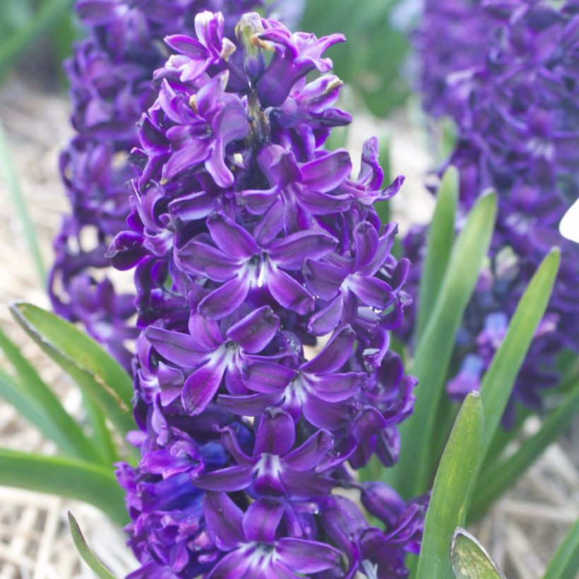 Hyacint Blue Magic - Hyacinthus orientalis (Bloei)