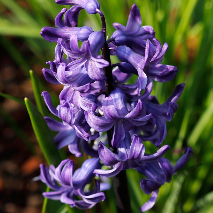 Hyacint Blue Pearl - Hyacinthus orientalis (Bloei)