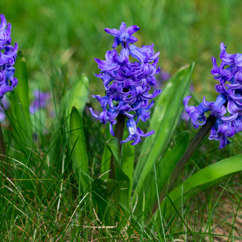 Hyacint Blue Pearl (voorbehandelde bloembol) (Groeiplaats)