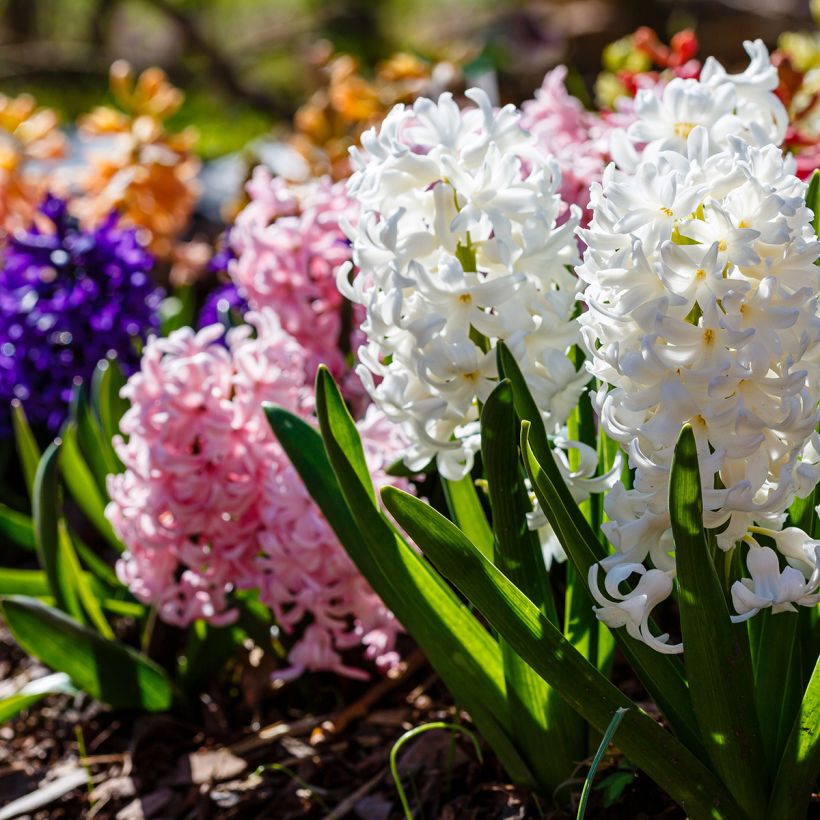 Hyacint Carnegie - Hyacinthus orientalis (Groeiplaats)