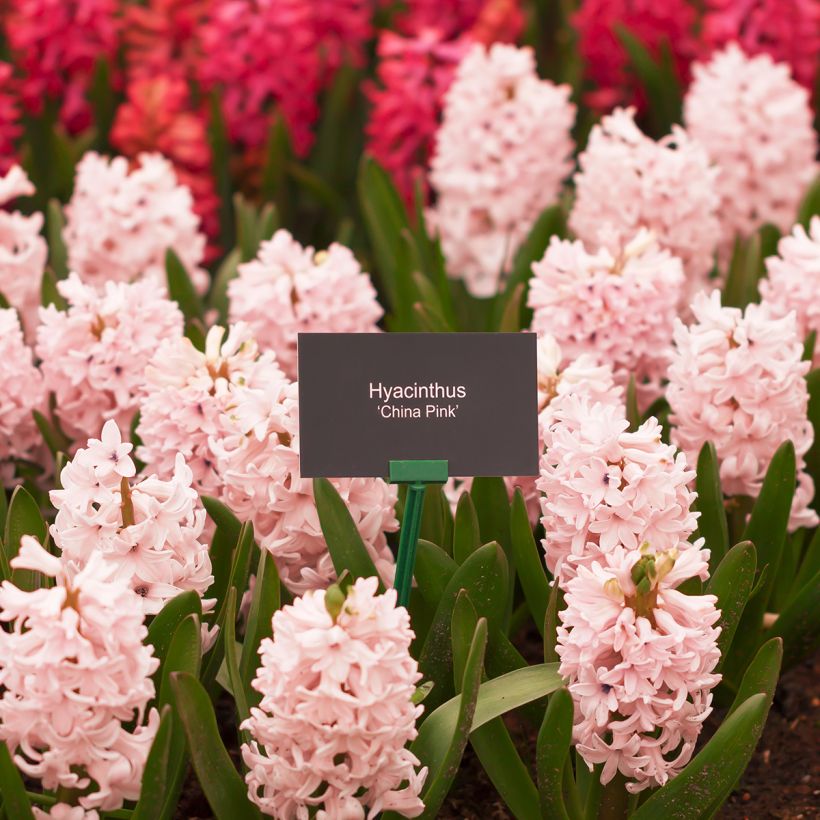 Hyacint China Pink - Hyacinthus orientalis (Groeiplaats)