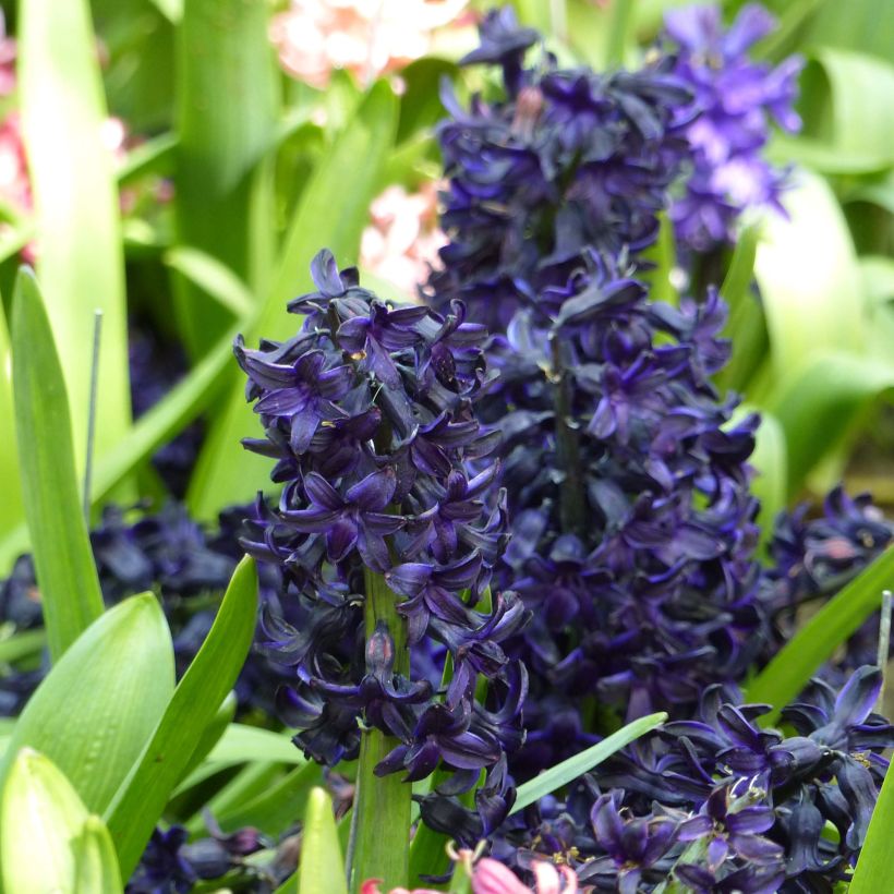 Hyacint Dark Dimension - Hyacinthus orientalis (Bloei)