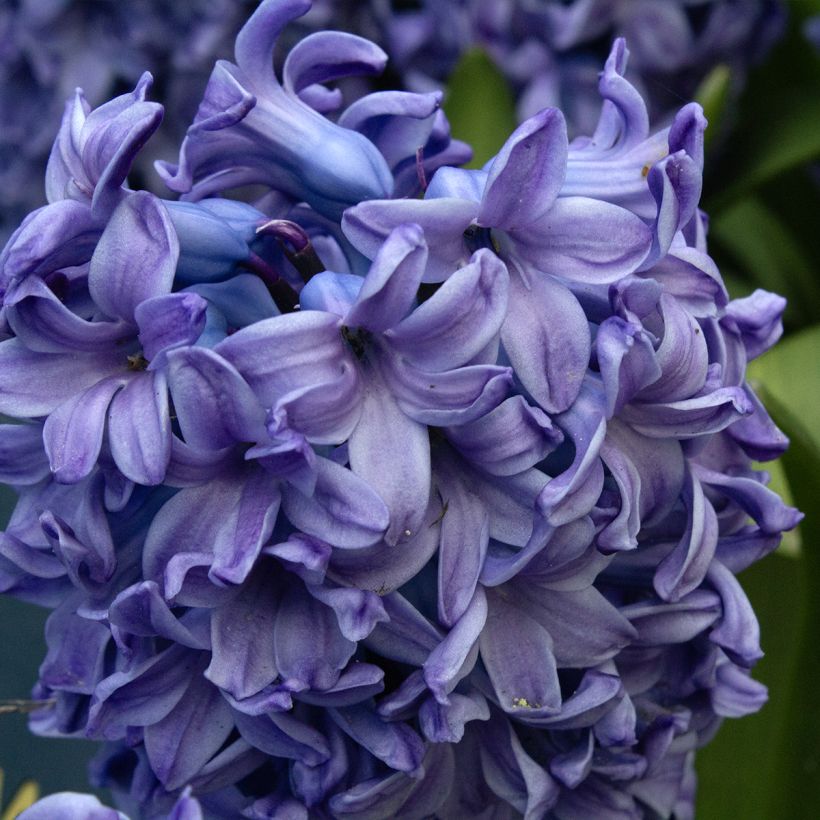 Hyacint Delft Blue - Hyacinthus orientalis (Bloei)
