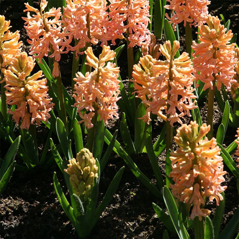 Hyacint Gipsy Queen - Hyacinthus (Groeiplaats)