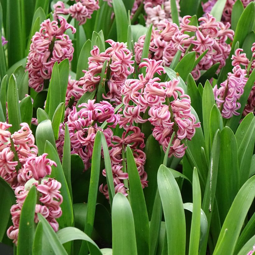 Hyacint Anna Liza - Hyacinthus orientalis (Bloei)
