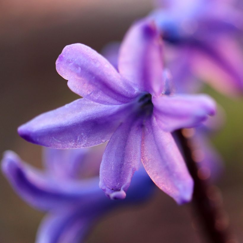 Hyacint Sky Jacket - Hyacinthus orientalis (Bloei)