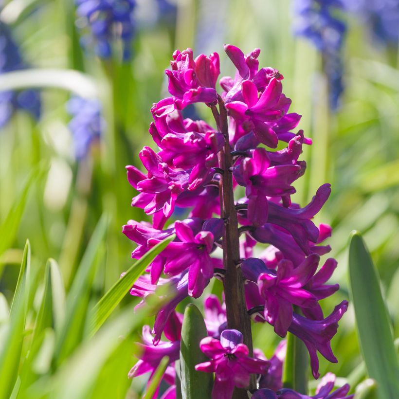 Hyacint Woodstock - Hyacinthus orientalis (Bloei)