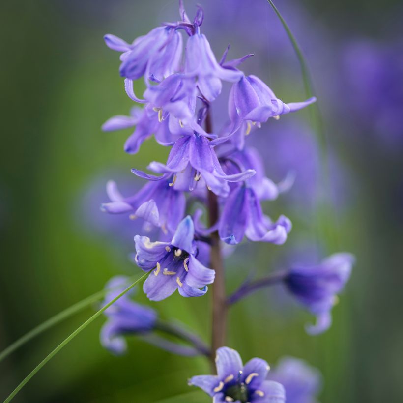 Spaanse hyacint - Hyacinthoides hispanica (Bloei)
