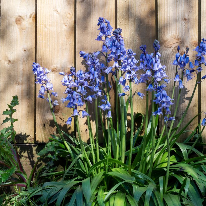 Spaanse hyacint - Hyacinthoides hispanica (Groeiplaats)