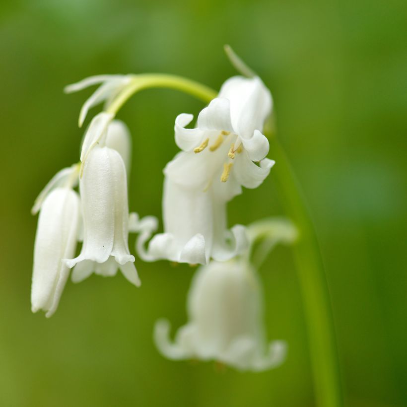 Spaanse hyacint Wit - Hyacinthoides hispanica Alba (Bloei)
