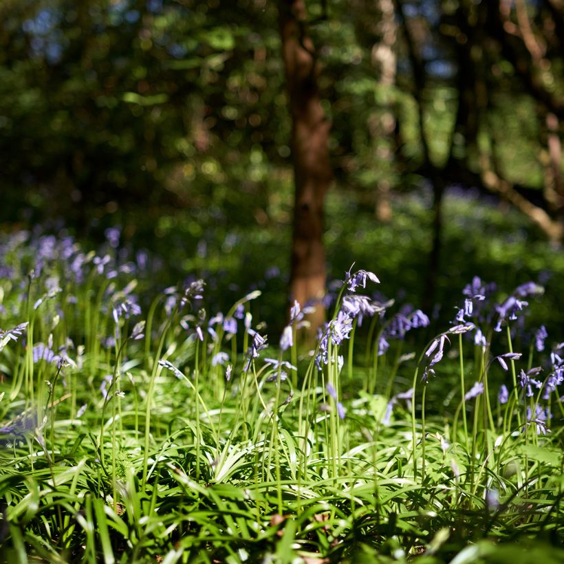 Boshyacint - Hyacinthoides non scripta (Groeiplaats)