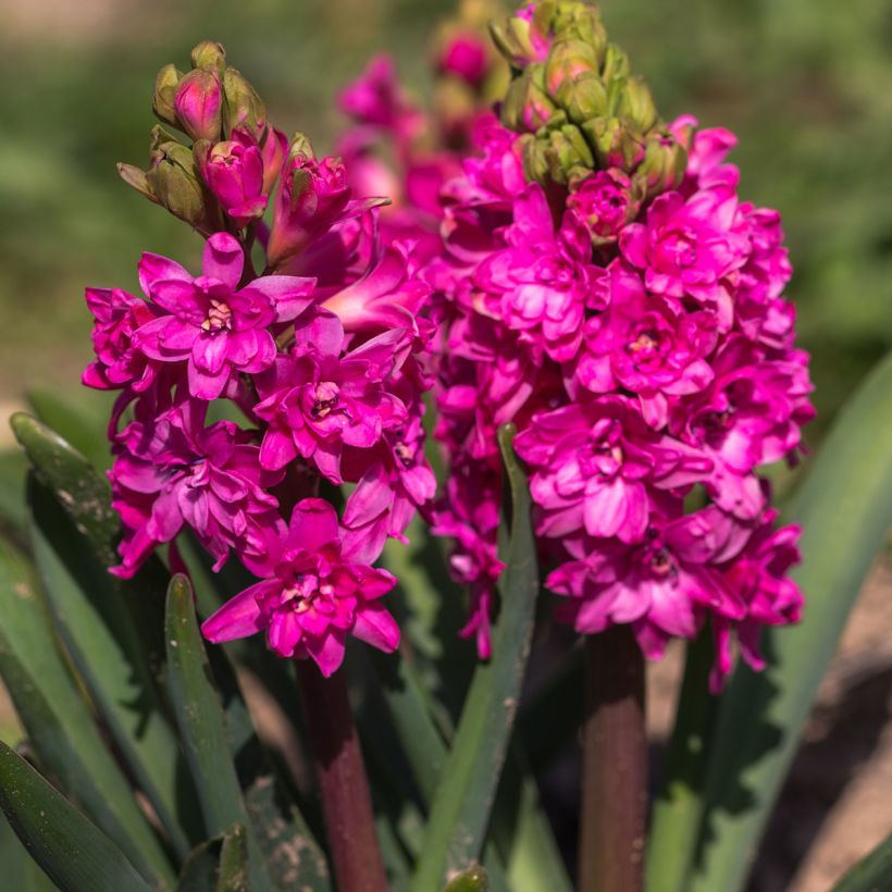 Hyacint Rood Diamond - Hyacinthus orientalis (Bloei)