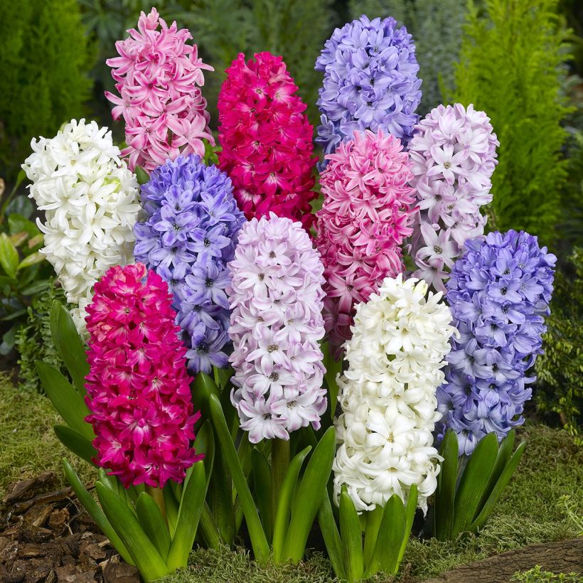 Tuinhyacint in mengsel - Hyacinthus orientalis (Groeiplaats)