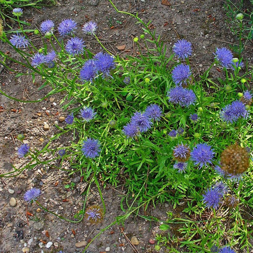 Jasione laevis Blaulicht - Zandblauwtje (Groeiplaats)