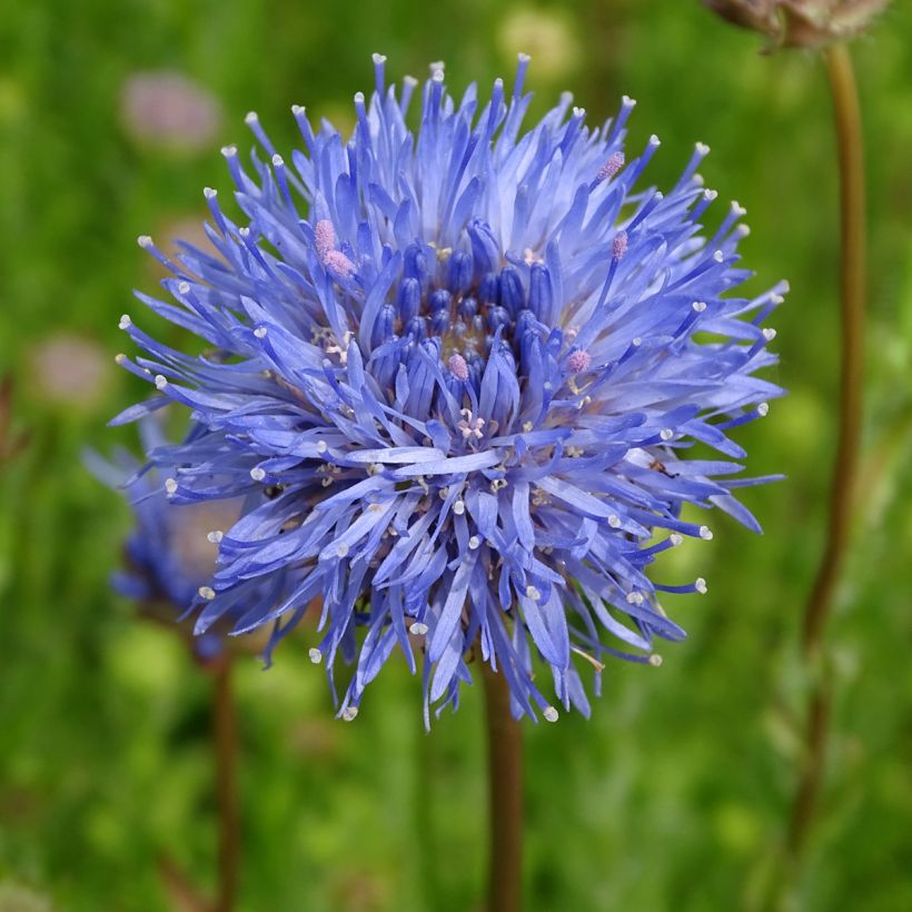 Jasione laevis Blaulicht - Zandblauwtje (Bloei)