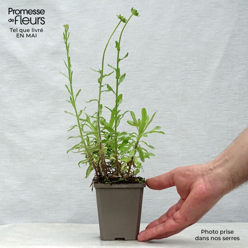 Exemplaar van Jasione laevis Blaulicht - Zandblauwtje Kweekpotje van 8/9 cm zoals geleverd in de lente