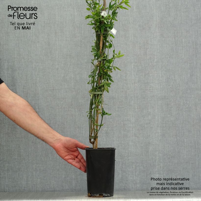 Exemplaar van Jasminum humile Revolutum - Gele jasmijn Pot van 3 l/4 l zoals geleverd in de lente