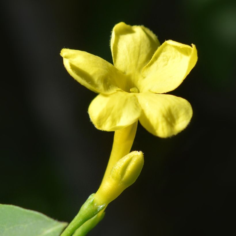 Jasminum humile Revolutum - Gele jasmijn (Bloei)
