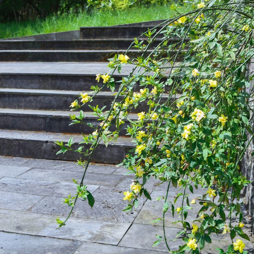 Jasminum humile Revolutum - Gele jasmijn (Groeiplaats)