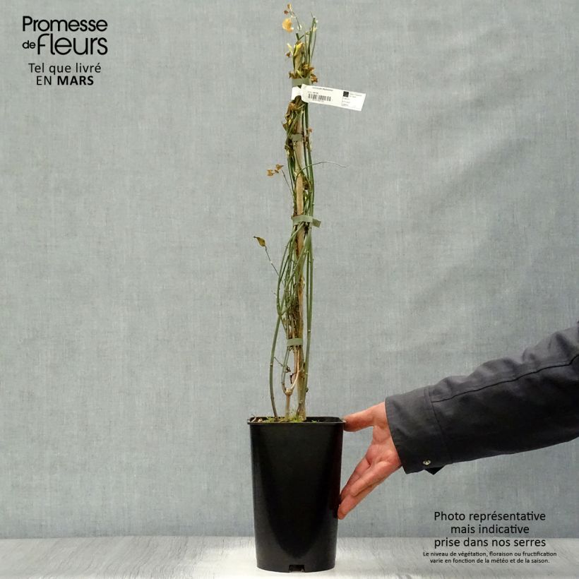 Exemplaar van Jasminum stephanense - Chinese jasmijn Pot van 2 l/3 l zoals geleverd in de lente