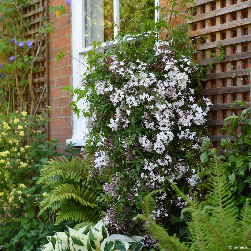 Jasminum Starry Night - Jasmijn (Groeiplaats)