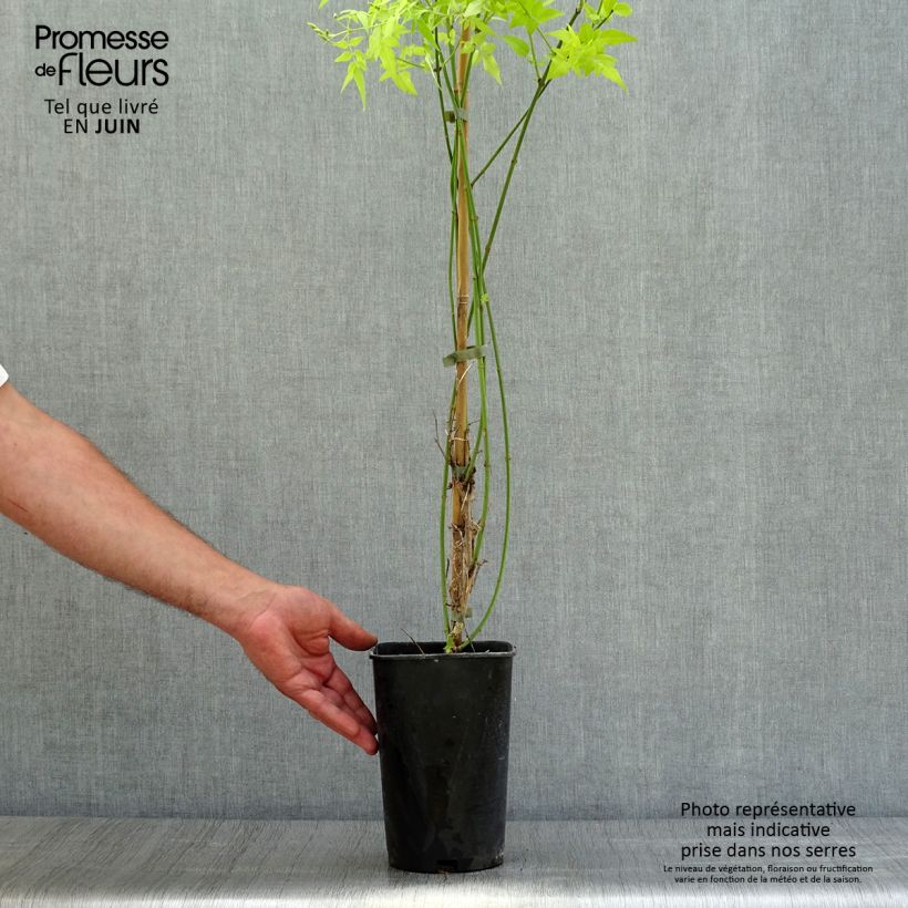 Exemplaar van Jasminum officinalis Aureum - Jasmijn Pot van 2 l/3 l zoals geleverd in de zomer