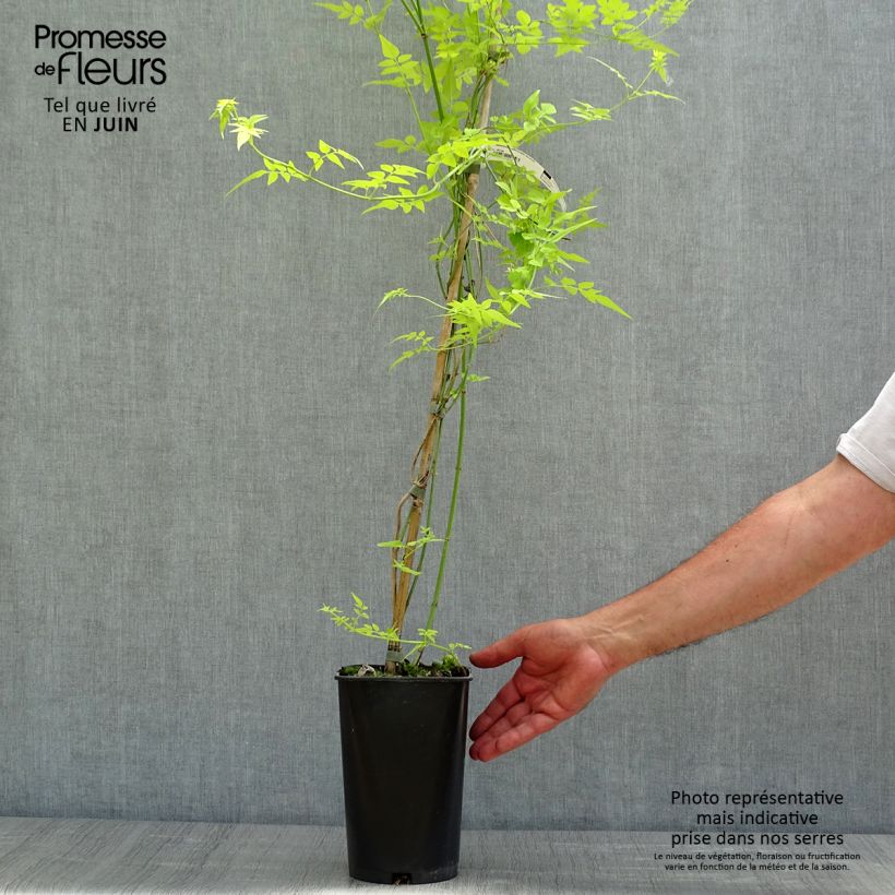 Example of Witte jasmijn - Jasminum officinale 'Aureum' as you get in printemps