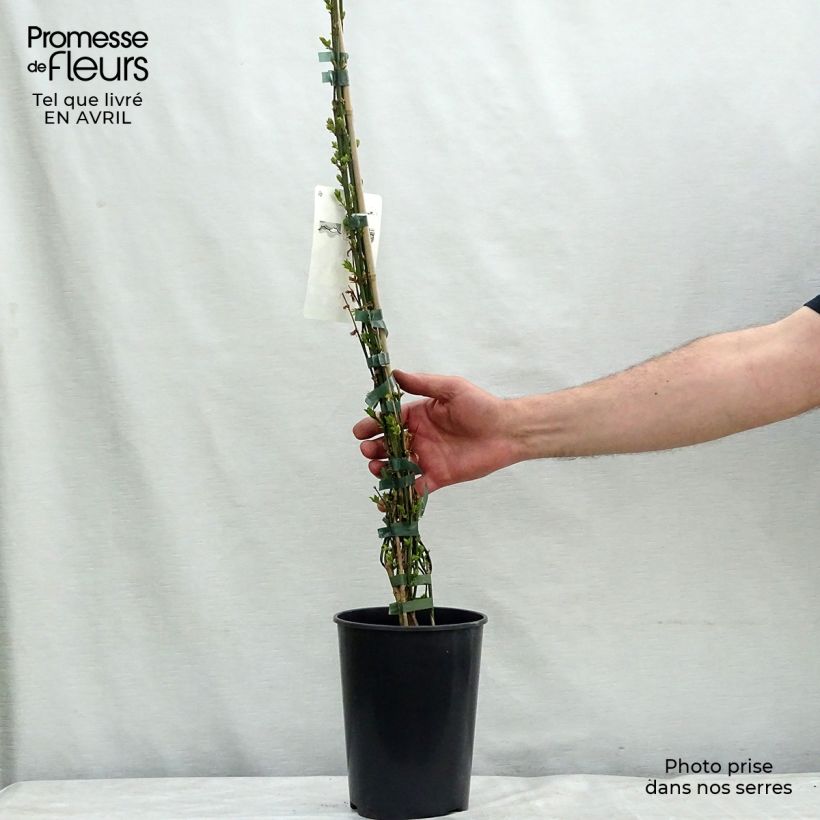 Example of Jasminum nudiflorum - Winterjasmijn Pot van 2 l/3 l as you get in printemps