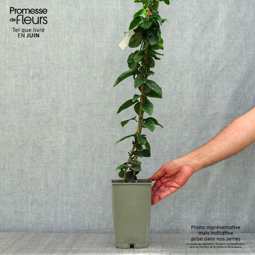 Exemplaar van Jasminum sambac - Arabische jasmijn Pot van 2 l/3 l zoals geleverd in de zomer