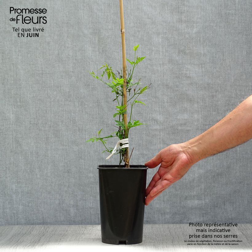 Exemplaar van Jasminum grandiflorum - Spaanse jasmijn Pot van 2 l/3 l zoals geleverd in de zomer