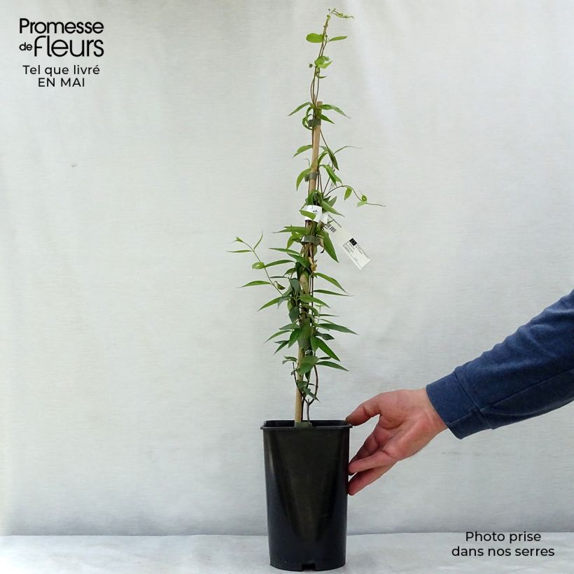 Exemplaar van Gelsemium sempervirens - Carolina-jasmijn Pot van 2 l/3 l zoals geleverd in de lente