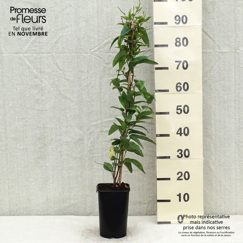 Exemplaar van Gelsemium sempervirens - Carolina-jasmijn Pot van 2 l/3 l zoals geleverd in de herfst