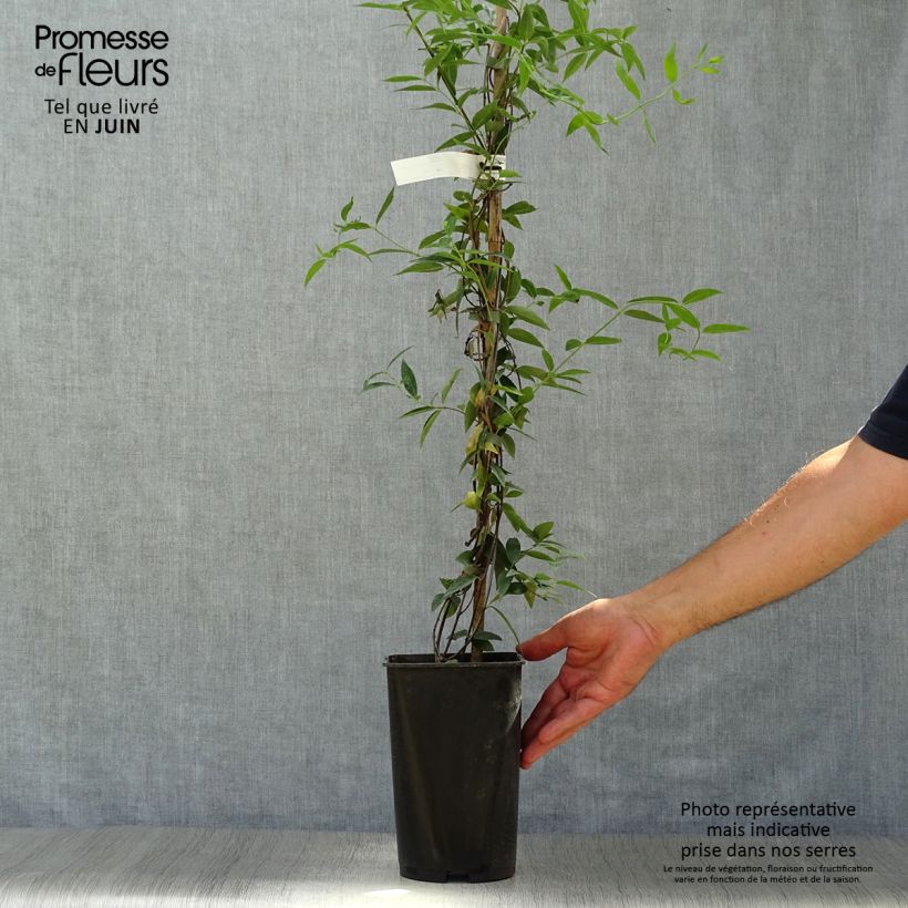 Exemplaar van Gelsemium sempervirens - Carolina-jasmijn Pot van 2 l/3 l zoals geleverd in de zomer
