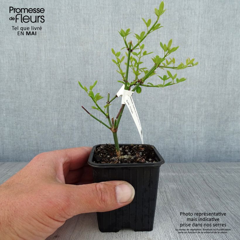 Example of Jasminum nudiflorum - Winterjasmijn Kweekpotje van 8/9 cm as you get in printemps