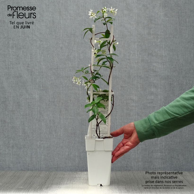 Exemplaar van Trachelospermum jasminoïdes Star Of Venice - Toscaanse jasmijn Pot van 2 l/3 l zoals geleverd in de zomer